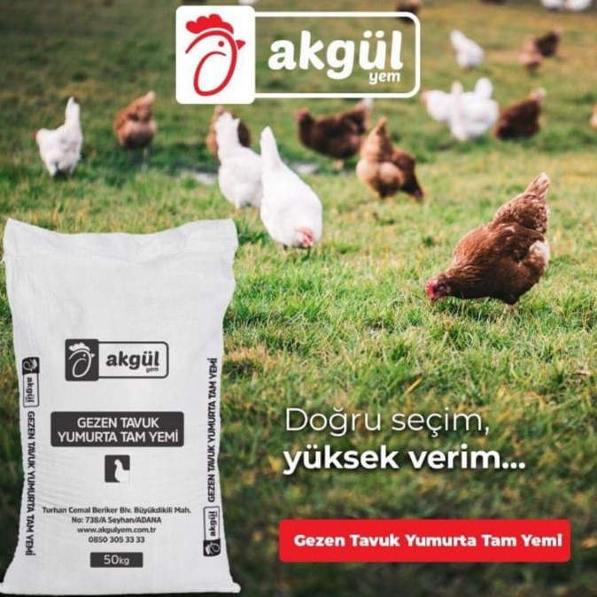 Gezen Tavuk Yumurta Tam Yemi